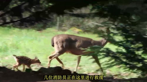 小鹿宝宝被困乱石堆里,人类出手相助,鹿妈妈全程守候孩子归来
