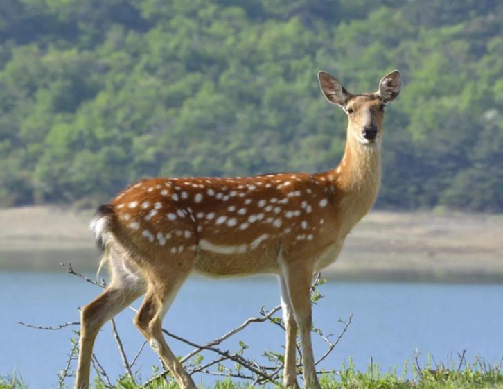 男子开"野生鹿"养殖厂年入百万,突然失联5天,警方破门后愣住了